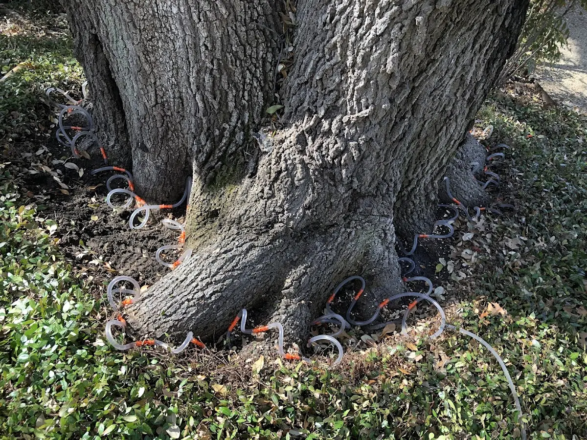 Detailed Tree Cabling and Bracing job site in Luthersville
