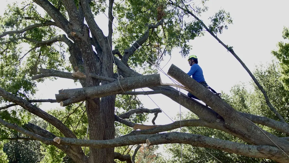 Professional Crown Thinning performed by certified arborists in Luthersville